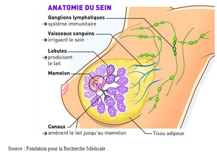 Cancer Du Sein Metastatique Illustration