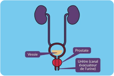 Prostate est une glande masculine