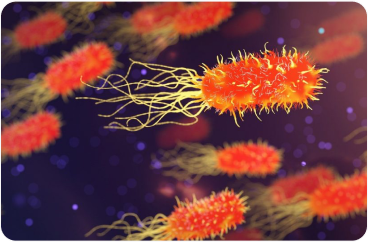 Illustration médicale 3D de bactéries en forme de bâtonnet avec des flagelles ; utilisée pour représenter l'importance du microbiome et de la santé immunitaire chez les patients atteints de cancer du poumon