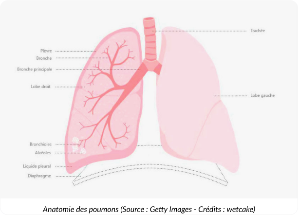 Diagramme des poumons gauche et droit